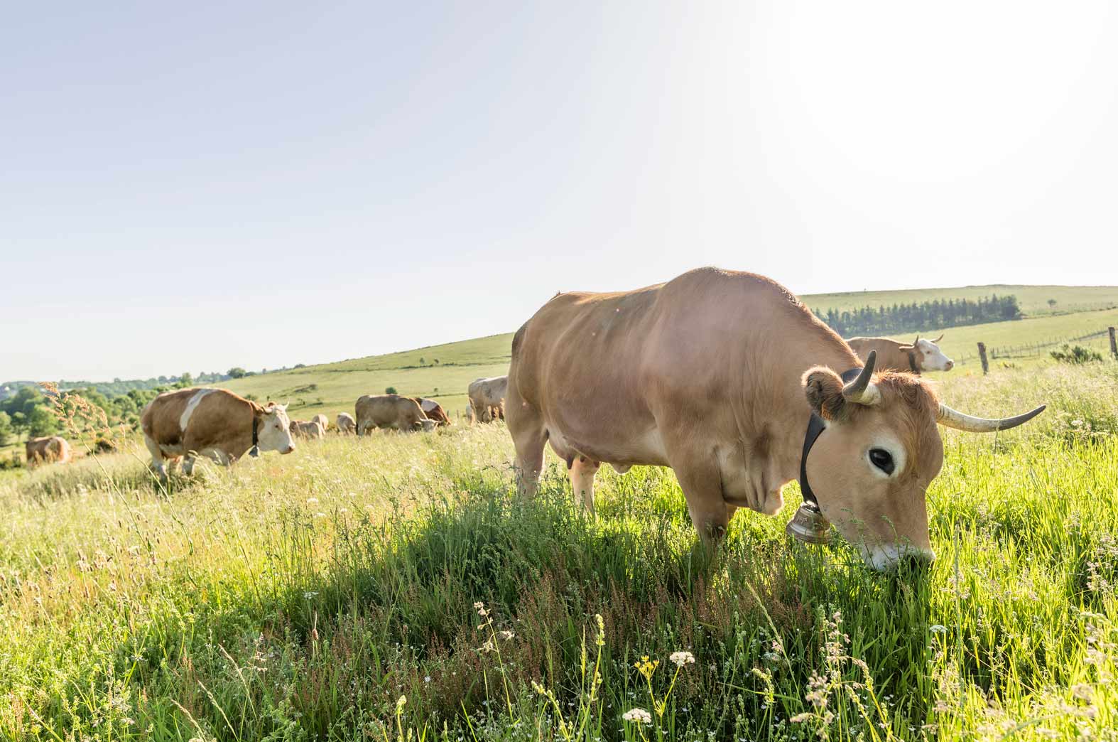 vaches élevées pour leur viande