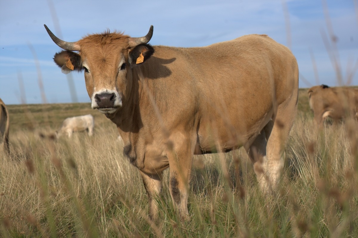 vaches élevées pour leur viande