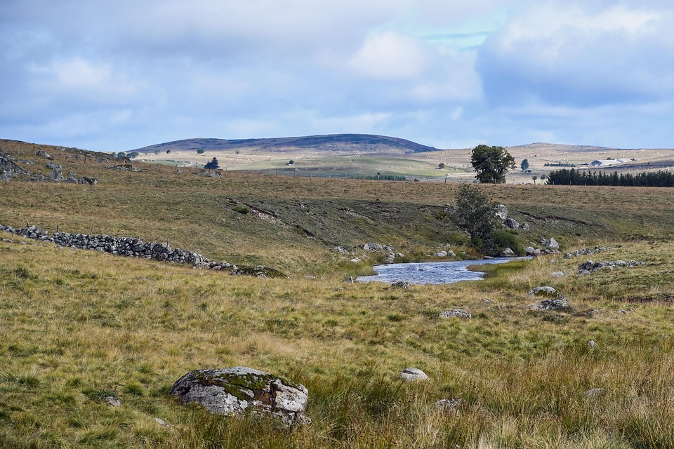 vaches élevées pour leur viande