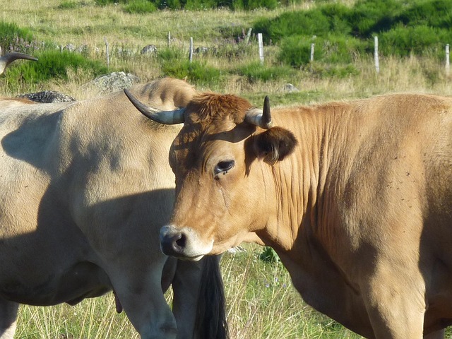 vaches élevées pour leur viande