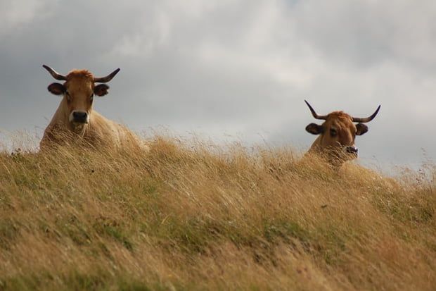 vaches élevées pour leur viande