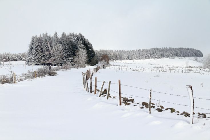 vaches élevées pour leur viande